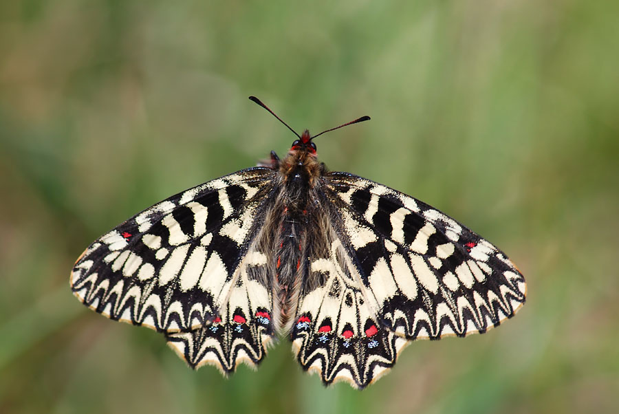 Zerynthia polyxena, Uovo e pianta nutrice